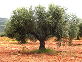 arbre variété Cornicabra