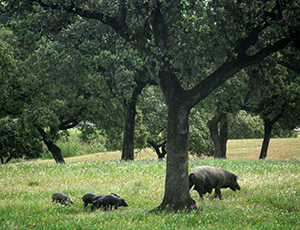 cochons ibériques de Huelva