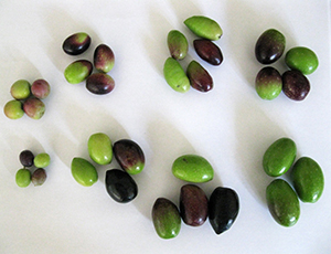 les variétés d'olives